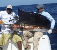 Panama Sailfish