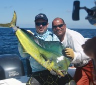 Panama Dorado