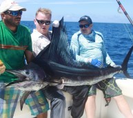 Panama Sailfish