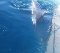 Blue marlin +- 400lbs